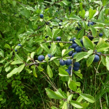 damsons