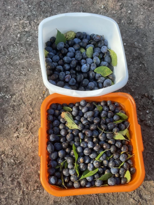damsons
