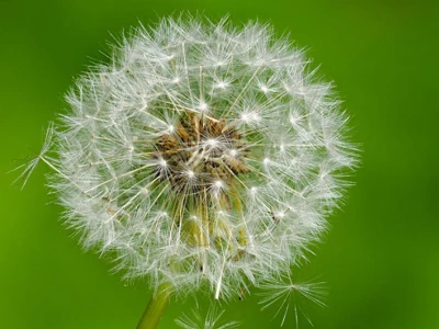 dandelion seed head