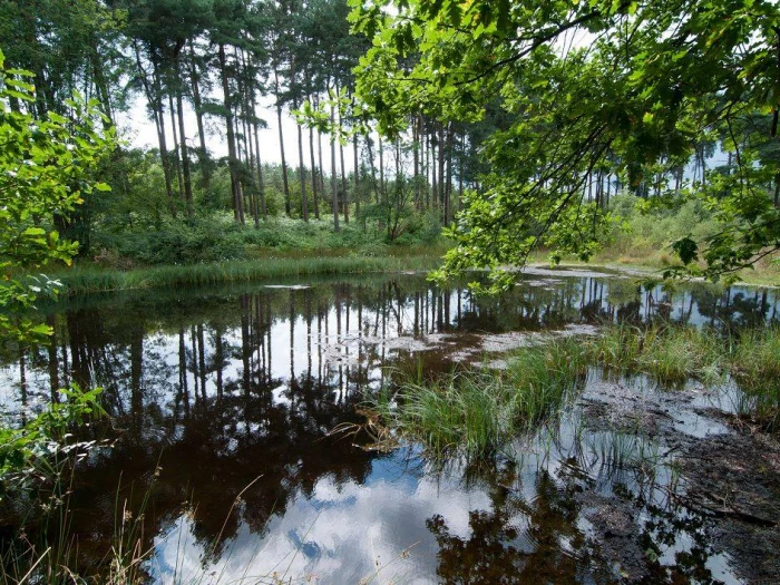 delamere forest black bog 2