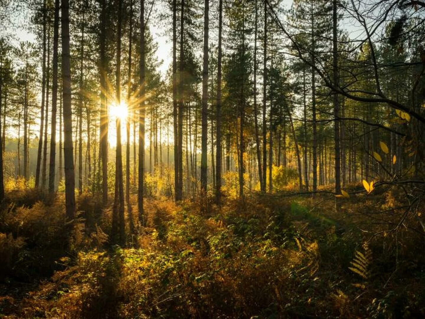 delamere srt