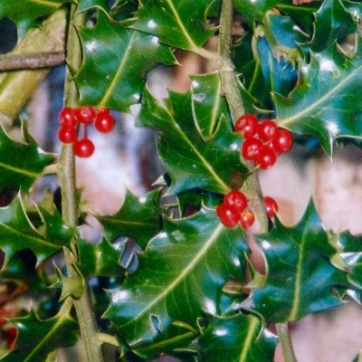 djw holly03