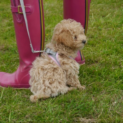 dog 2