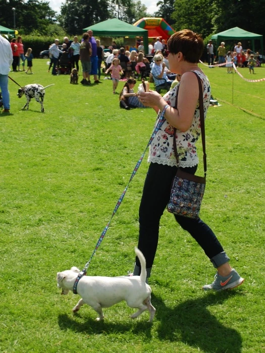 dog 3