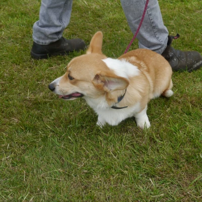 dog 5