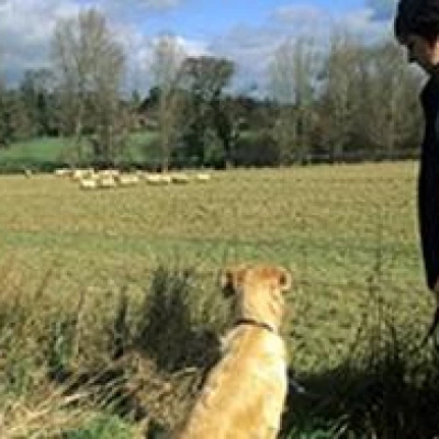 dog in field across from sheep