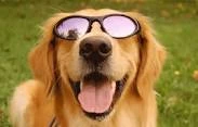 dog in sunglasses