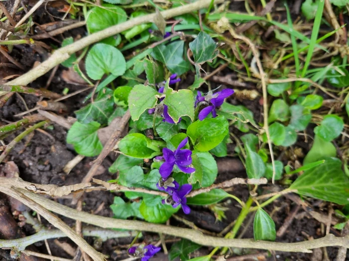 dog violet