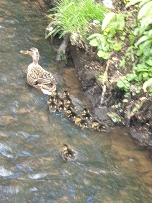 duck and ducklings