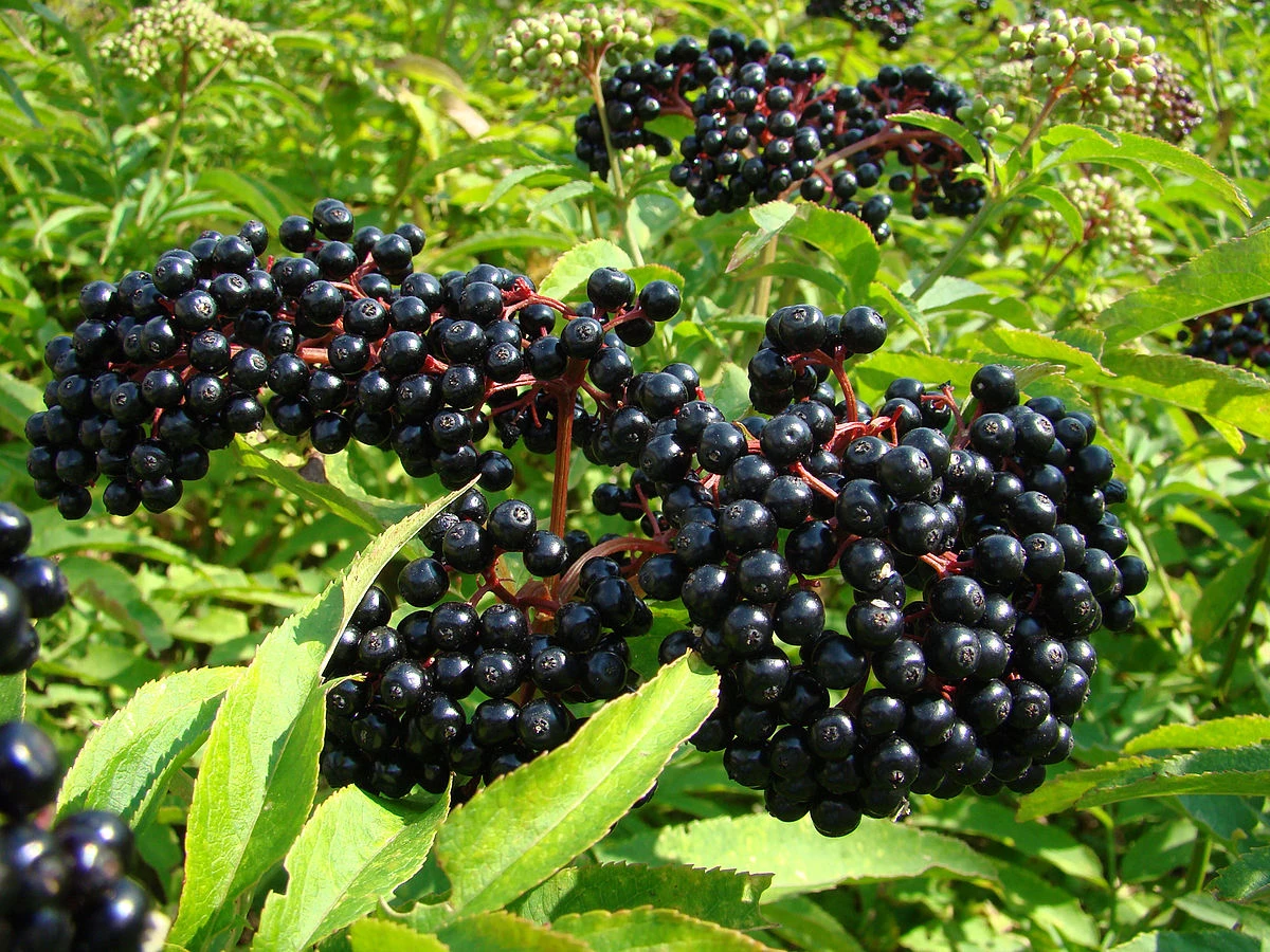 elderberries