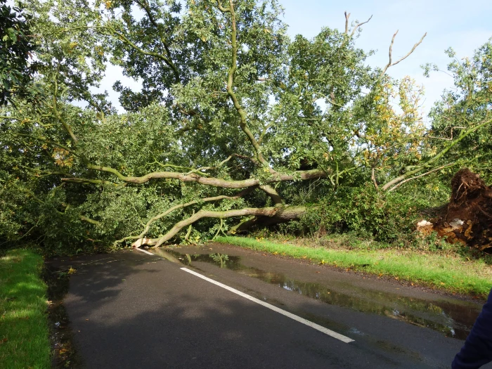 fallen tree