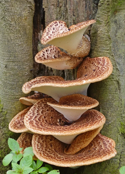 fantastic fungus