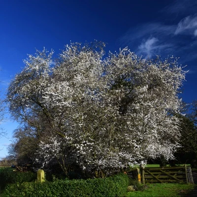 february blossom