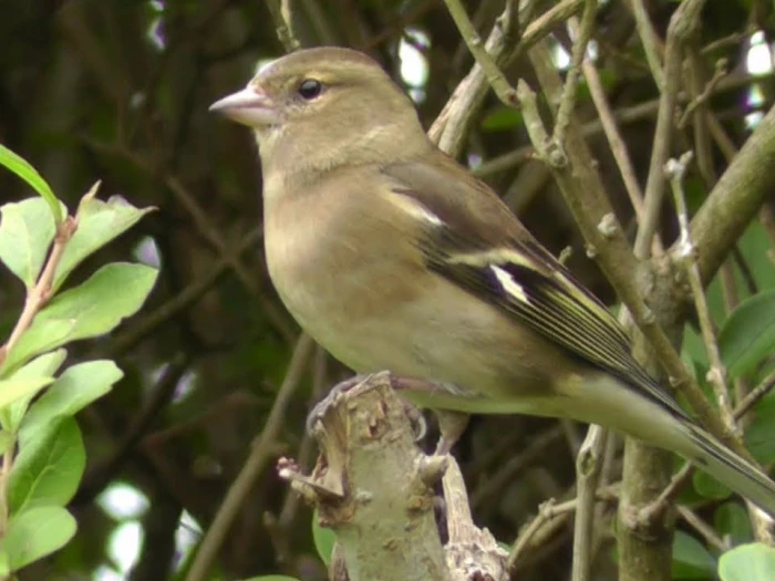 female chaffinch
