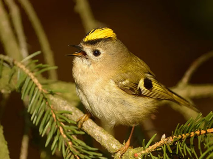 female goldcrest