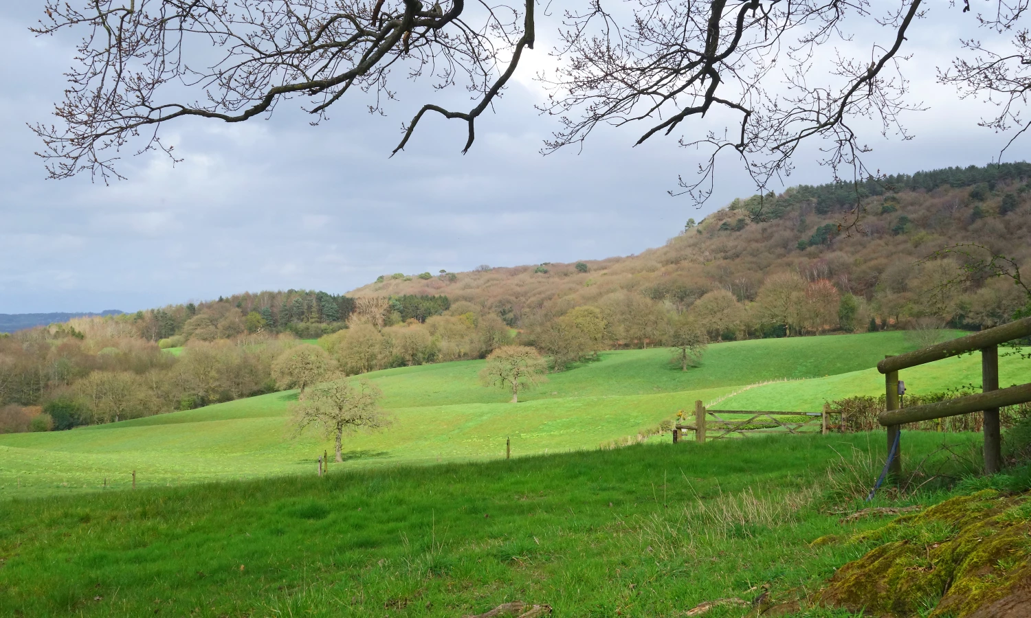 field and forest