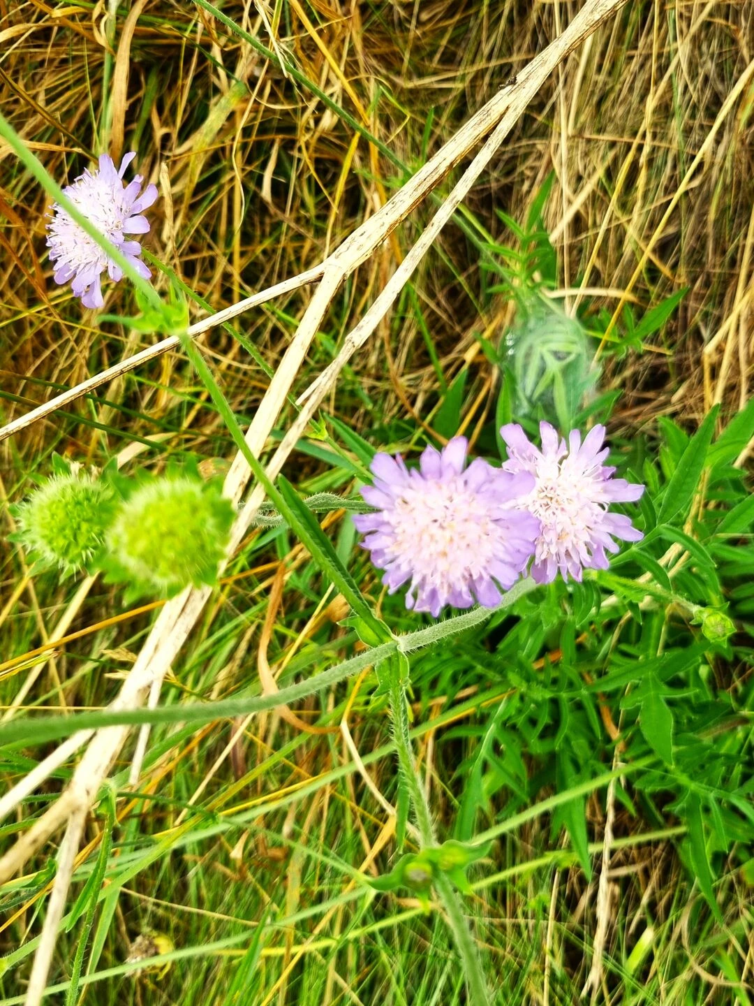 field scabius
