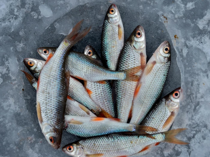 fish catch