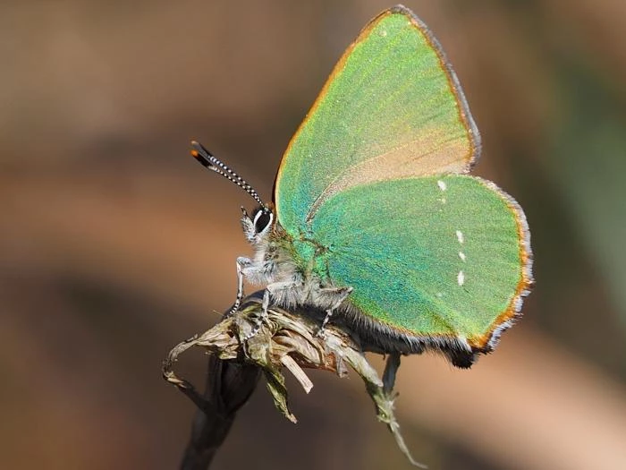 flaxmere green hairstreak  natalie webb