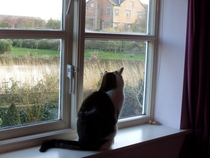 fliss cat 001 3