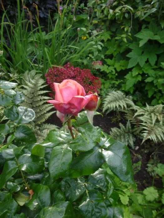 flower club june 2019 p1030754