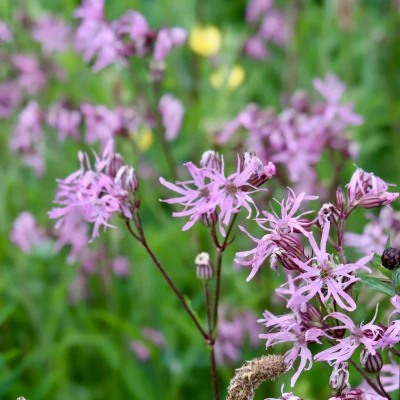 flowers 5