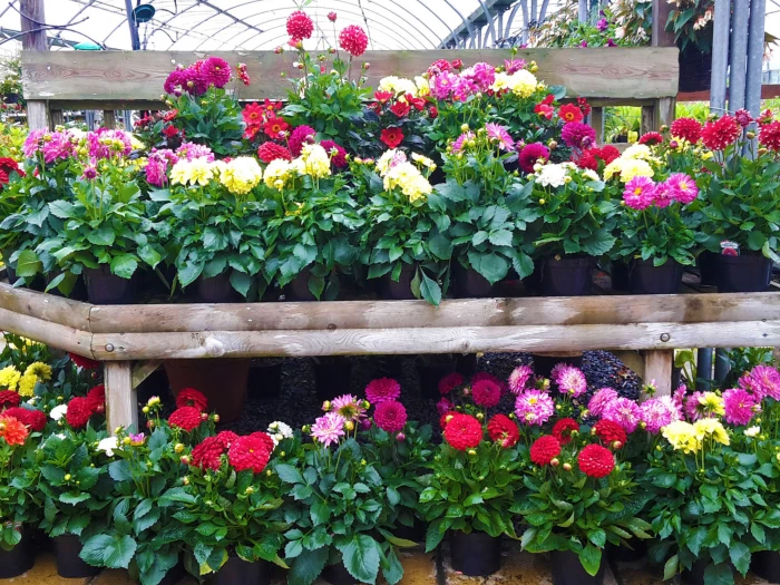 flowers at nursery