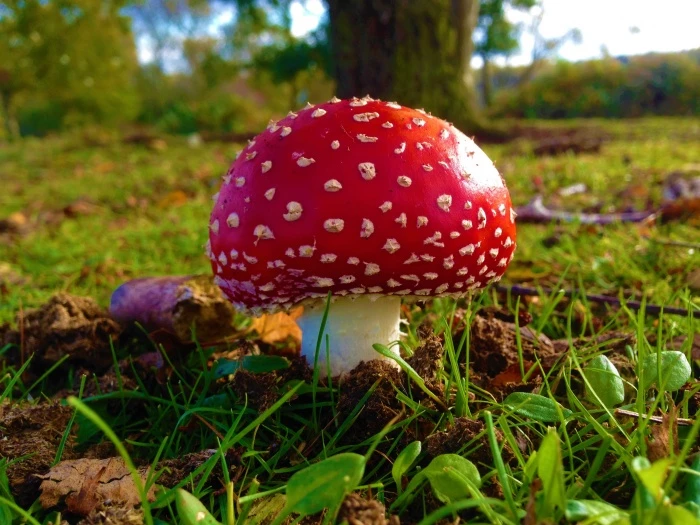 fly agaric 4