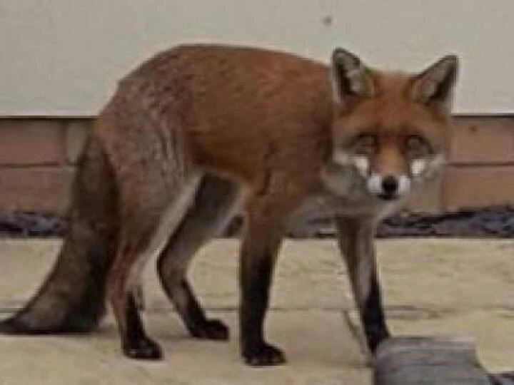 fox