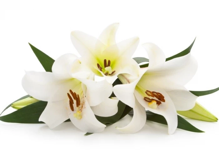 funeral lily