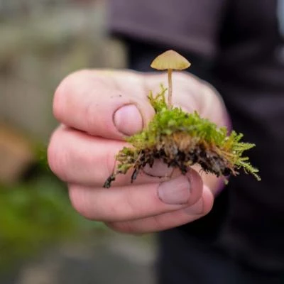 fungal foray 8