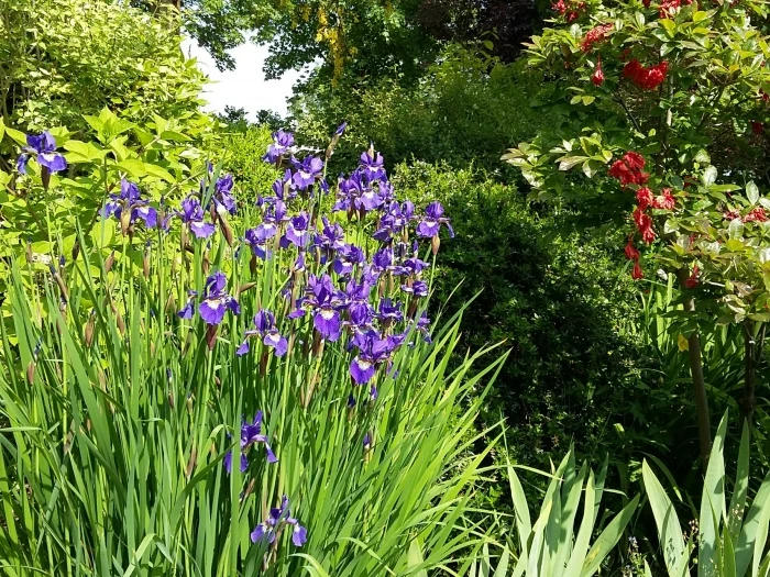 garden flowers 4