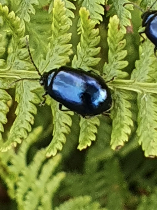 garden invasion