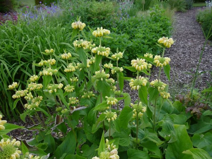 garden1 200618
