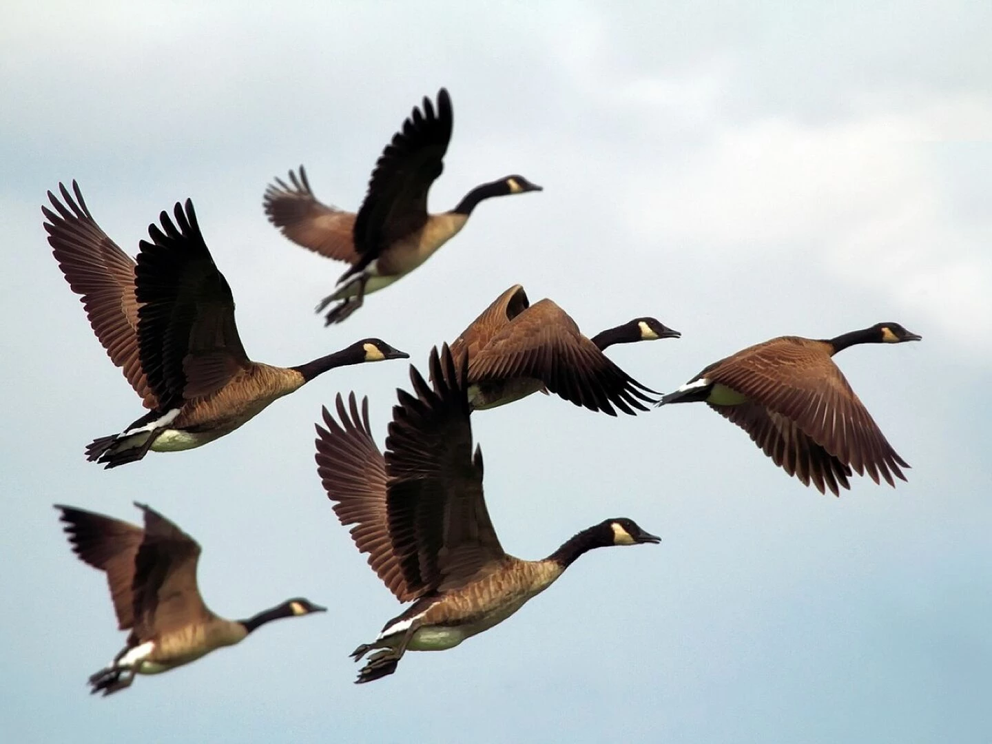 geese birds flock
