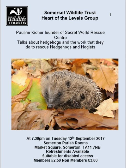 getting to know hedgehogs