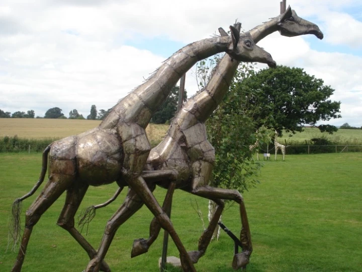 giraffes