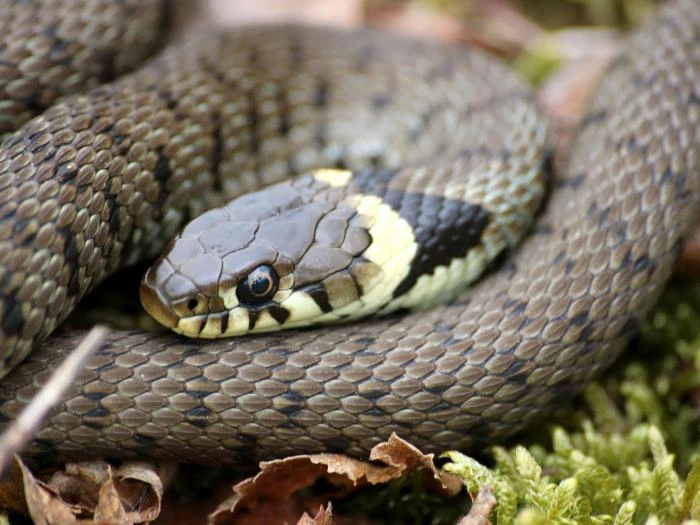 grass snake  chris gilbert great blakmere