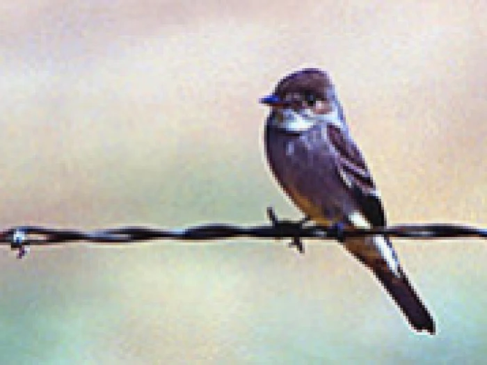 greater pewee flycatcher