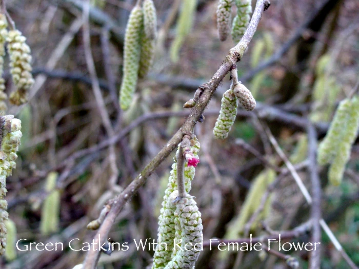 green catkins with red stigmas of female flower in centre