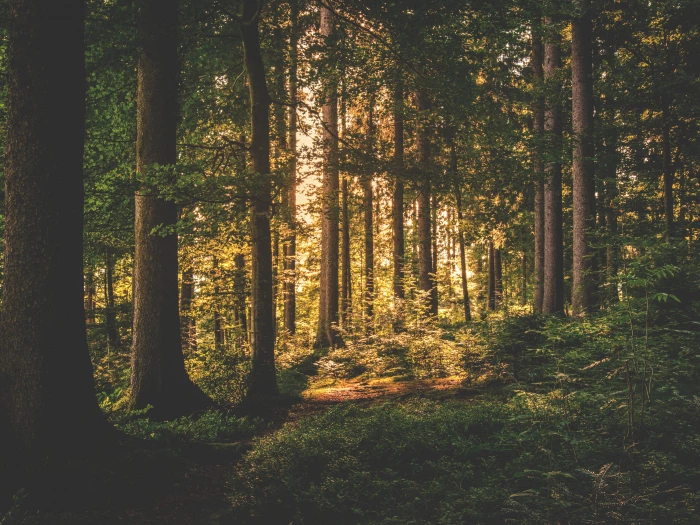 green leaf trees on forest