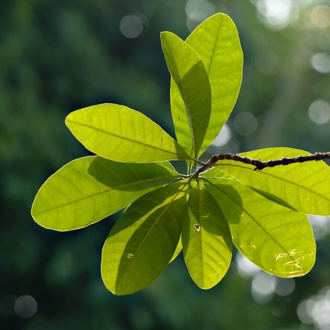 green leaves leaves foliage