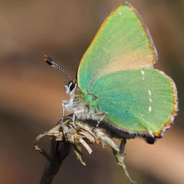 greenhairstreakbutterflym2295551m479933