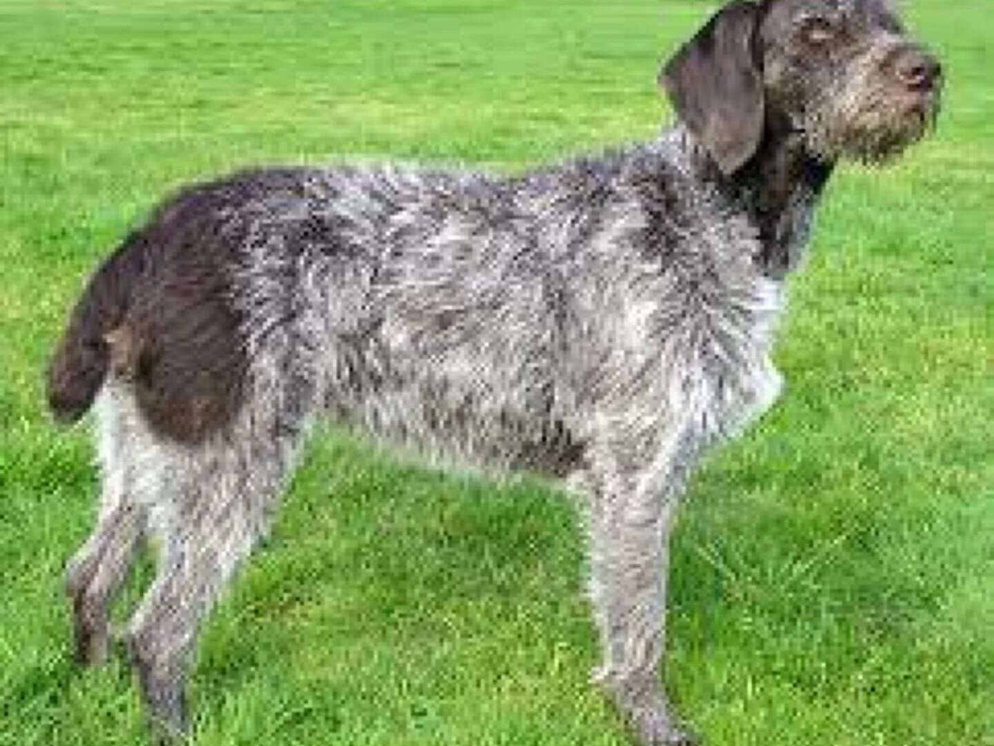 gwp dog