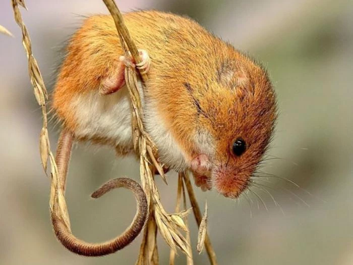 harvest mouse