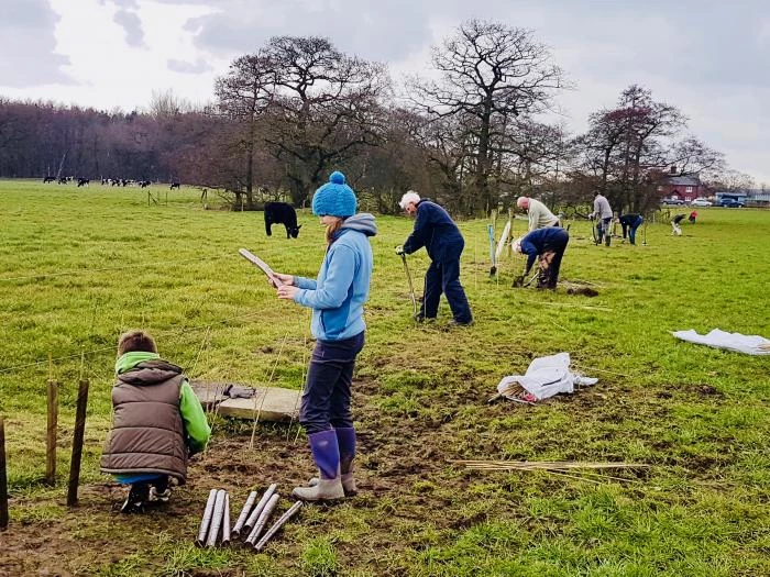 hedge planting 2018