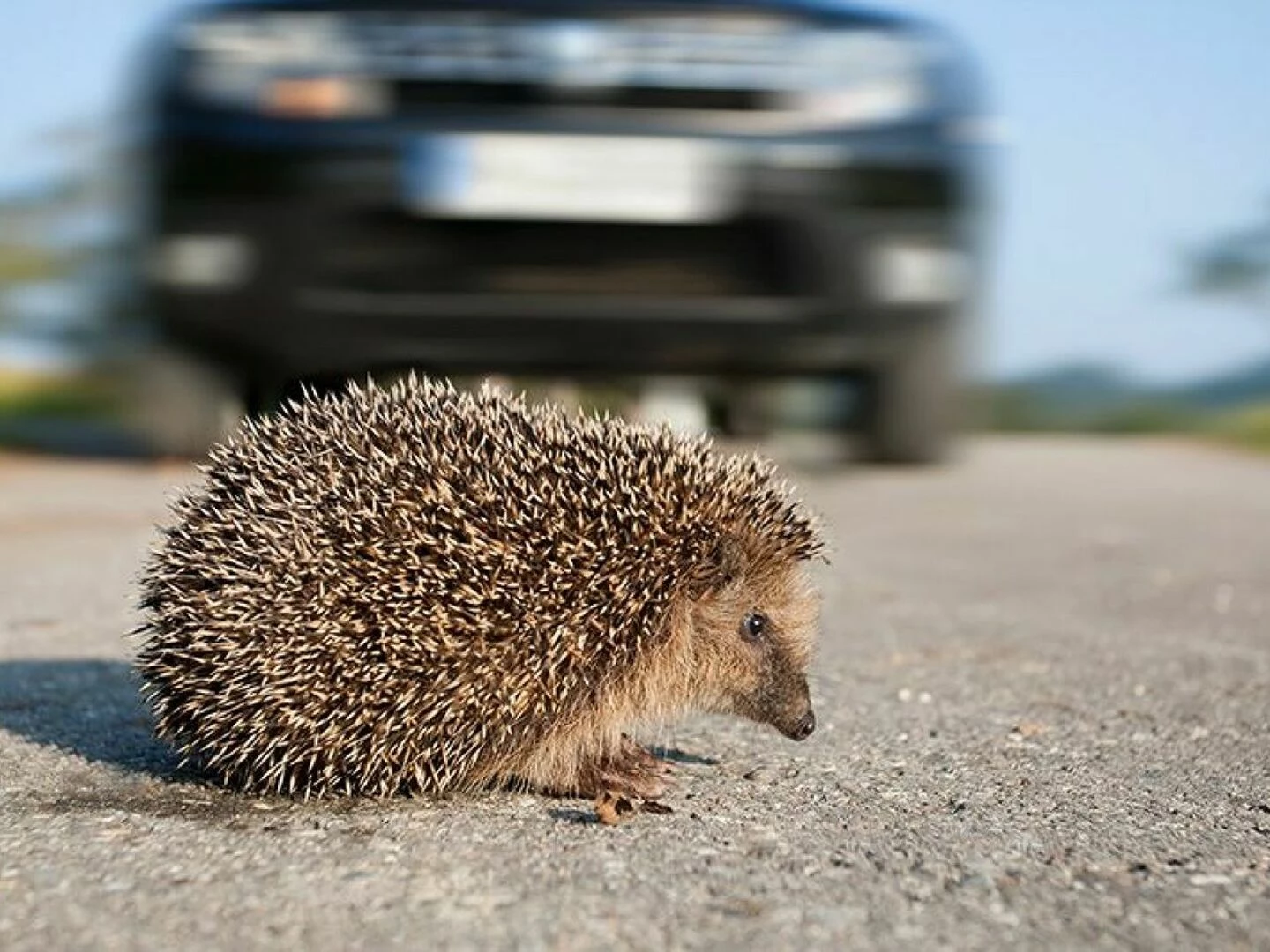 hedgehog in road
