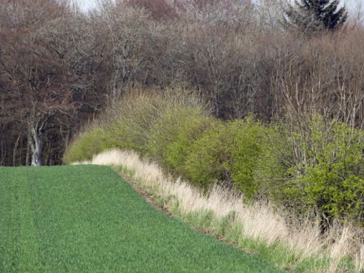 hedgerowd3163m537626