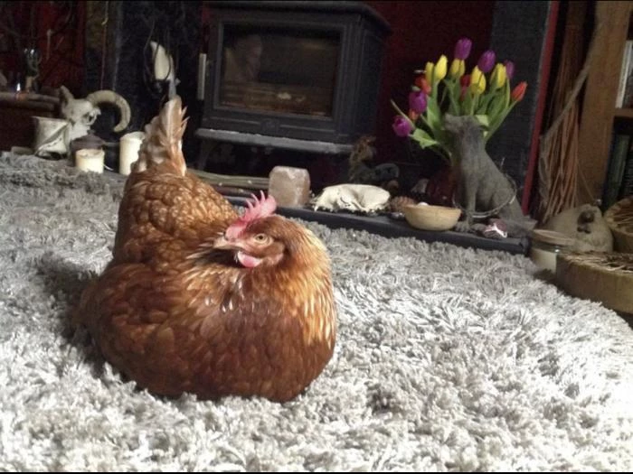 hen as pet