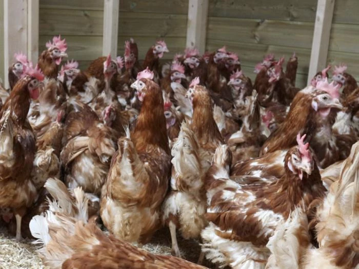hens rehousing